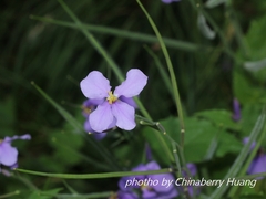 Orychophragmus violaceus