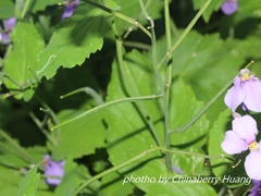 Orychophragmus violaceus