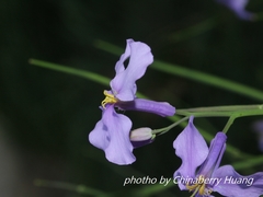 Orychophragmus violaceus