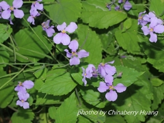 Orychophragmus violaceus