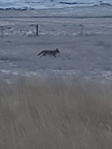 Coyote photographed in Montana
