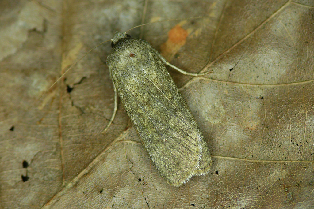 Actebia ala