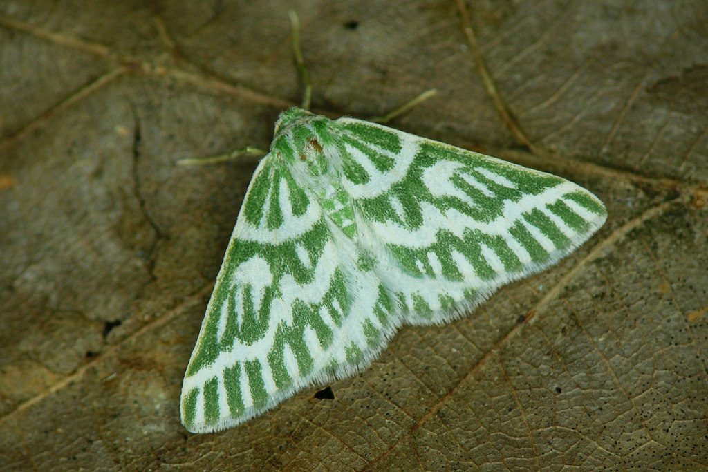 Thetidia crucigerata