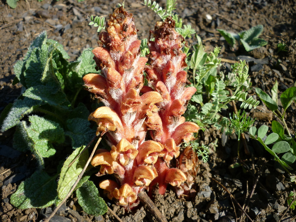 Orobanche colorata
