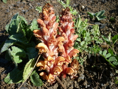 Orobanche colorata