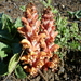 Orobanche colorata - Photo (c) mallaliev, some rights reserved (CC BY-NC), uploaded by mallaliev
