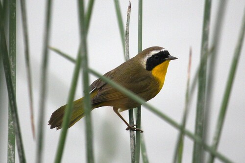 iNaturalist observation photo of Common Yellowthroat
