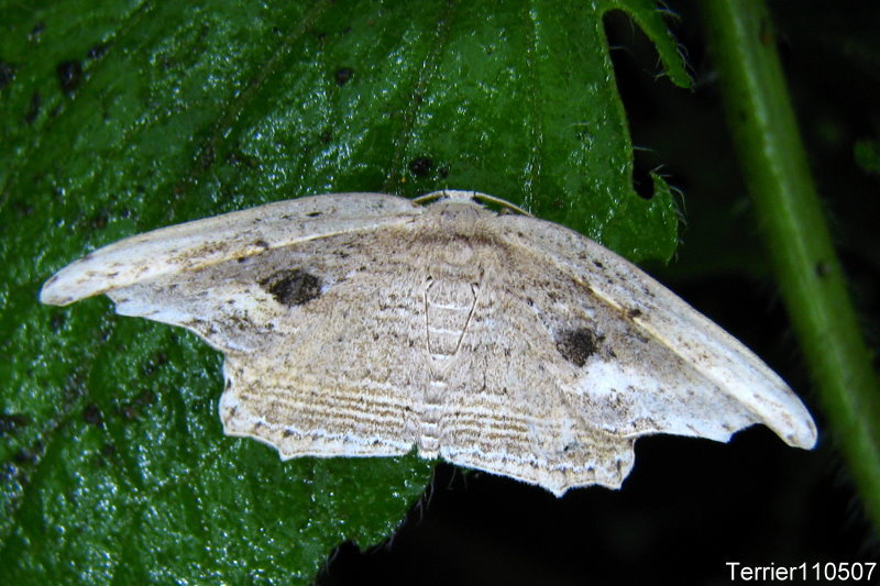 Phalacra strigata