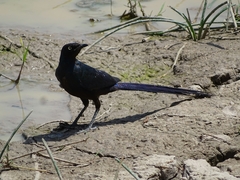Lamprotornis caudatus