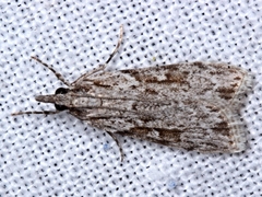 Scoparia plagiotis