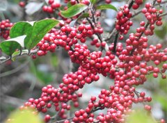 Ilex pubescens