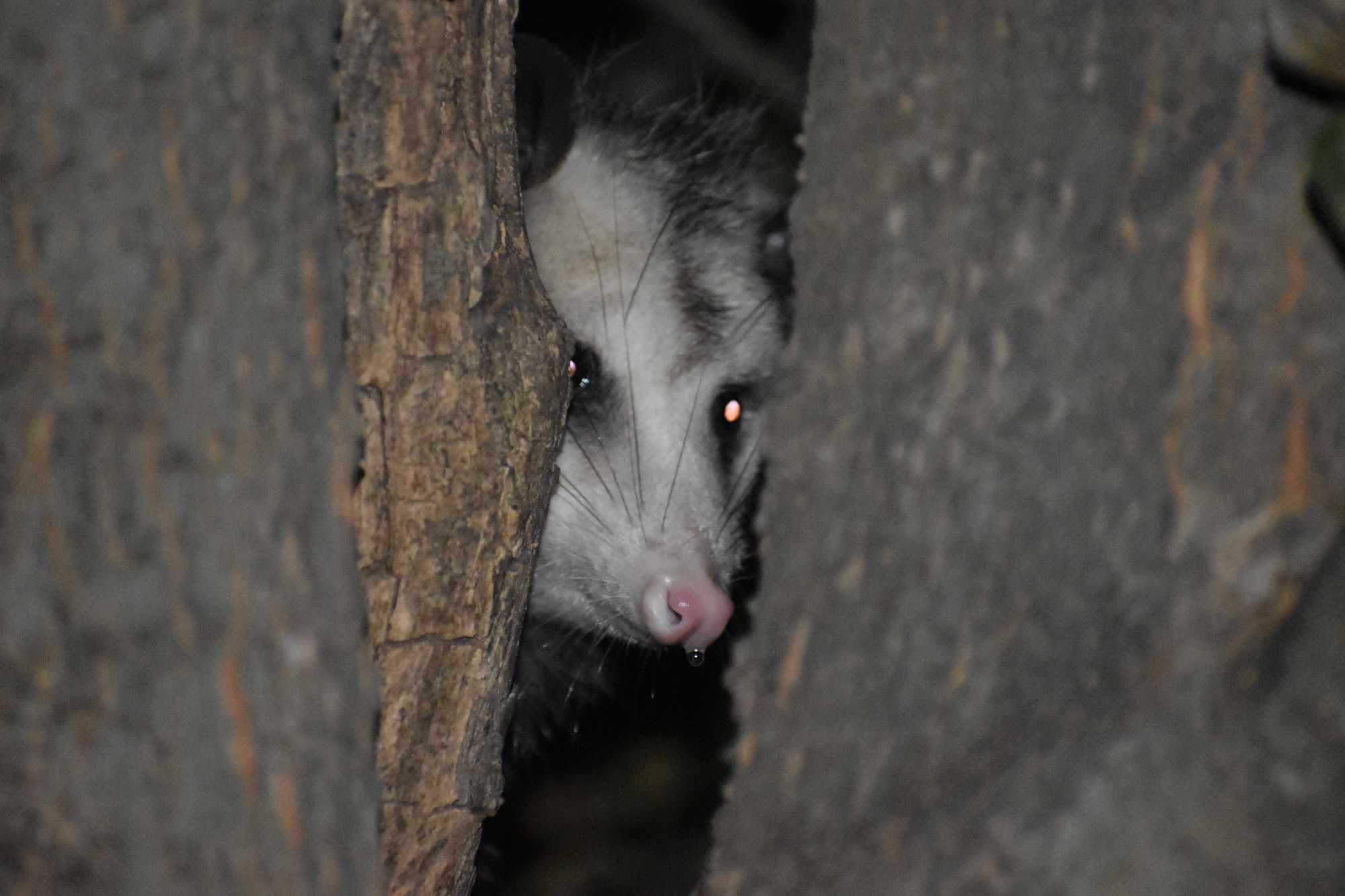 Didelphis virginiana<br>27 November, 2024