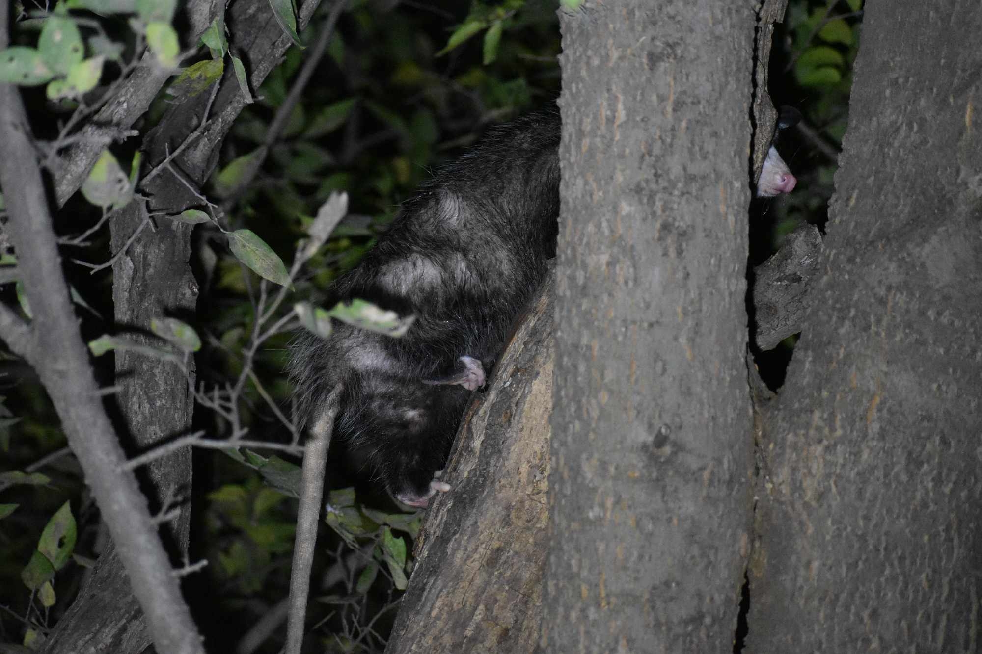 Didelphis virginiana<br>27 November, 2024