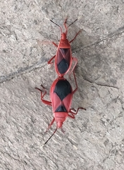 Probergrothius sanguinolens