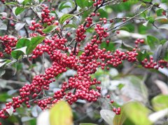 Ilex pubescens
