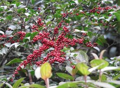 Ilex pubescens