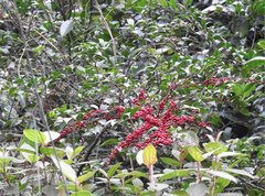 Ilex pubescens