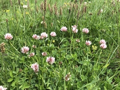 Trifolium thalii