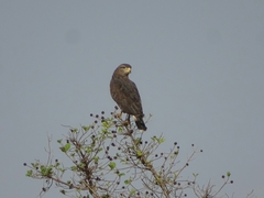 Circaetus cinerascens