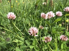Trifolium thalii