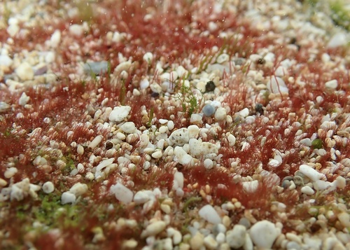 Womersleyella setacea