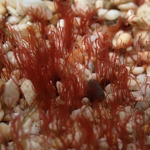 Womersleyella setacea