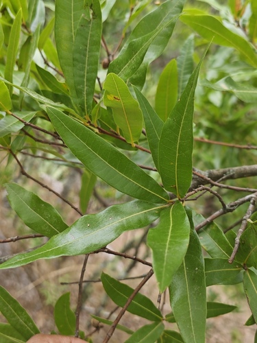 Quercus cualensis