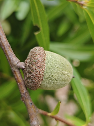 Quercus cualensis