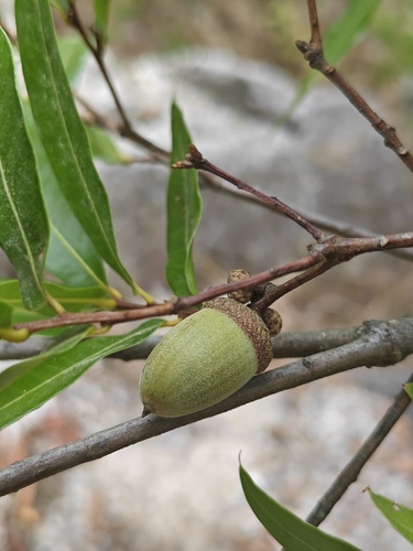 Quercus cualensis
