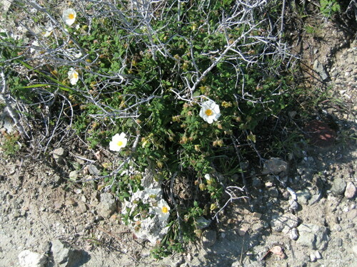 Cistus salviifolius