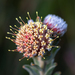 Oval-leaf Pincushion - Photo (c) magriet b, some rights reserved (CC BY-SA), uploaded by magriet b