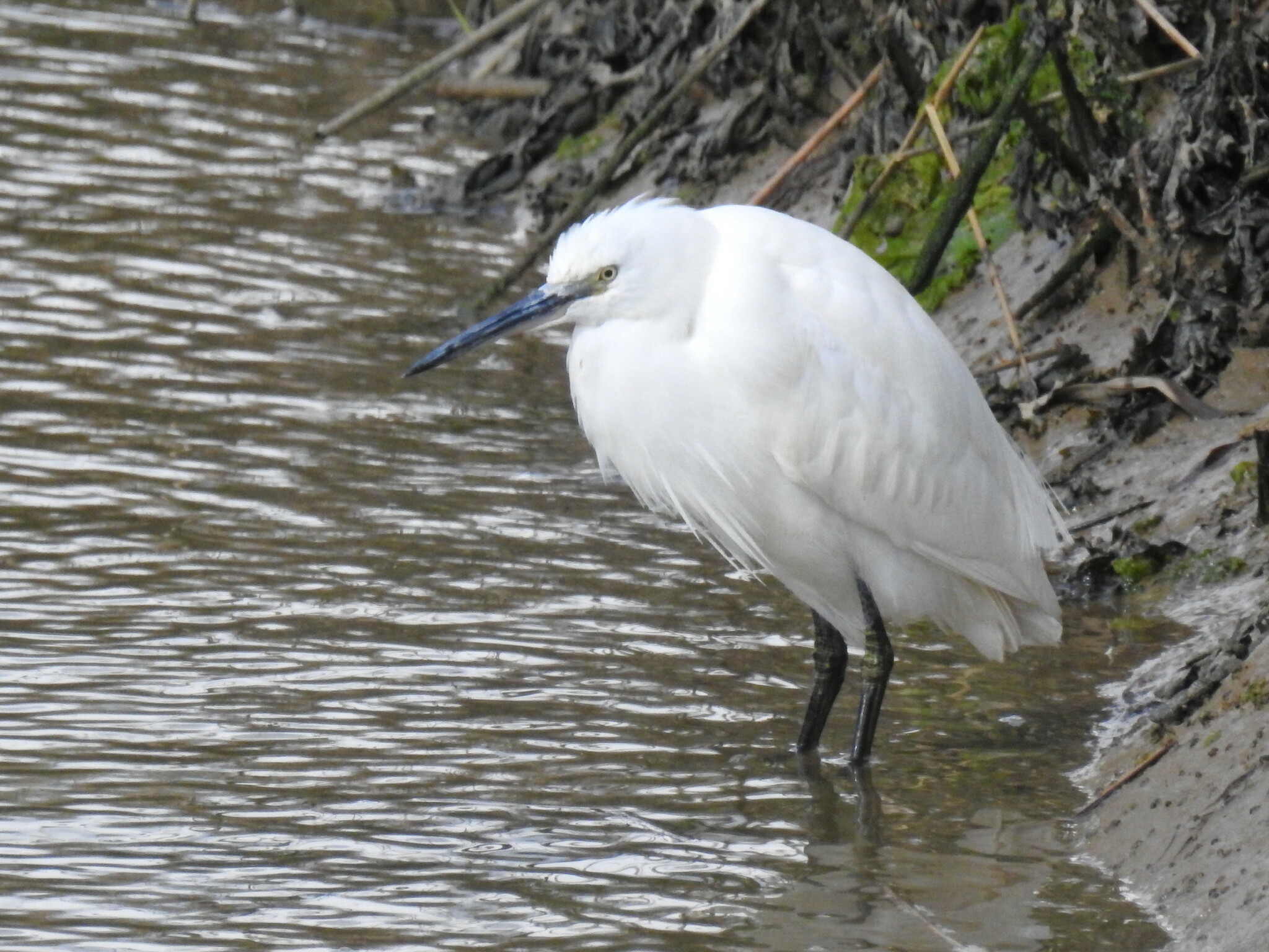Little Egret