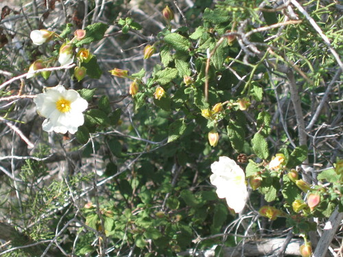 Cistus salviifolius