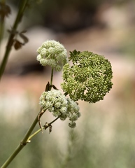 Angelica scabrida