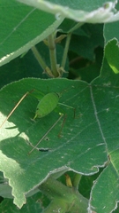 Leptophyes laticauda