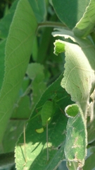 Leptophyes laticauda