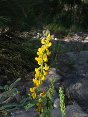 Crotalaria mitchellii