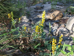 Crotalaria mitchellii