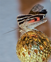 Catocala nupta