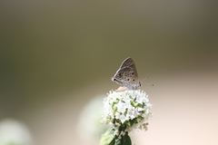 Strymon bubastus bubastus