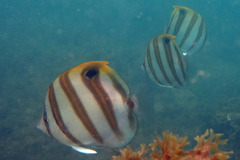 Parachaetodon ocellatus