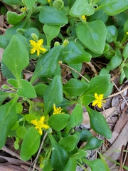 Tetragonia implexicoma