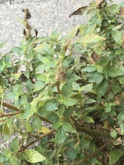 Parietaria officinalis
