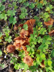 Agaricales