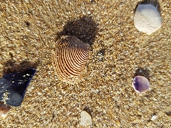 Veneridae