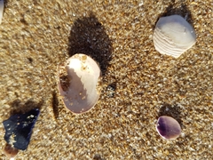 Veneridae