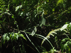 Heliogomphus retroflexus