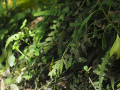 Leptogomphus sauteri formosanus