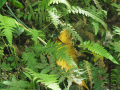 Psolodesmus mandarinus dorothea