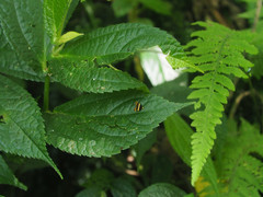 Choreutis basalis